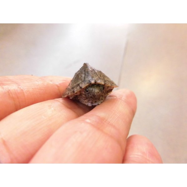 画像5: 美！　カブトニオイガメ　約２cm　１ (5)