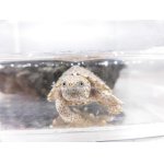 画像: 美！　カブトニオイガメ　約２.５〜３cm　