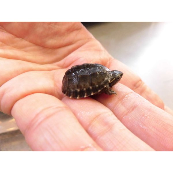 画像4: 美！　ミシシッピニオイガメ　約２cm　１ (4)