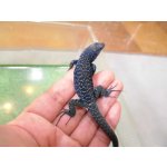 画像: 美！　ポーラーカベカナヘビＣＢ　約１７cm♂　１