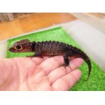 画像: 美！　アカメカブトトカゲ　約１８cm♀　１