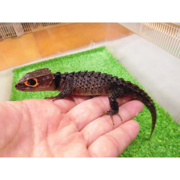 画像1: 美！　アカメカブトトカゲ　約１８cm♀　１ (1)