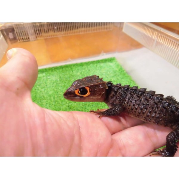 画像2: 美！　アカメカブトトカゲ　約１８cm♀　１ (2)