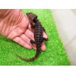 画像3: 美！　アカメカブトトカゲ　約１８cm♀　１ (3)