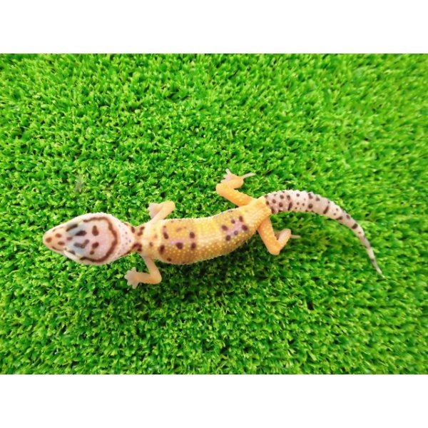 画像4: 美！　ハイイエロー（ヒョウモントカゲモドキ）　約１０cm（指飛び）　１ (4)