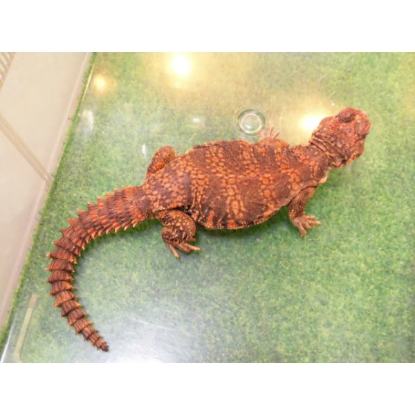 画像2: 美！　ゲイリートゲオアガマ（レッド）　約２５cm♀　１ (2)