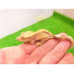 画像: 美！　クレステッドゲッコー　約１０cm 　１