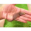 画像2: 美！　サバンナモニター（ベビー）　約１４cm　１ (2)