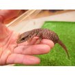 画像5: 美！　サバンナモニター（ベビー）　約１４cm　１ (5)