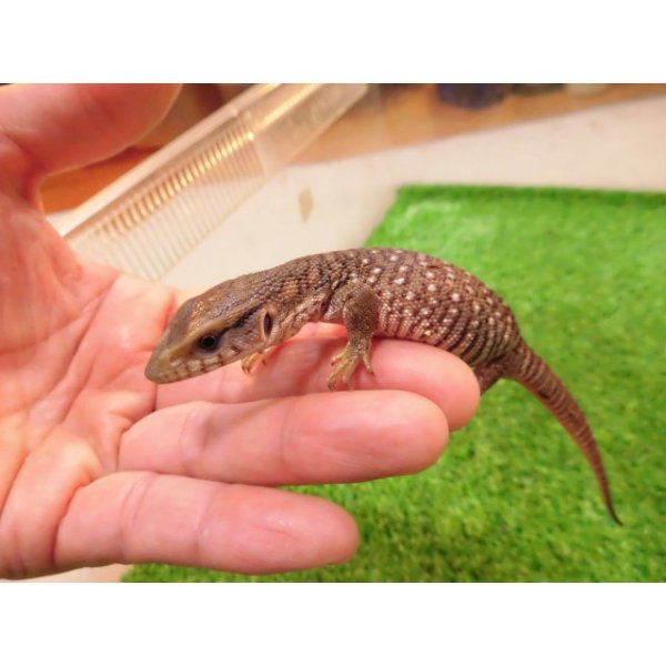 画像5: 美！　サバンナモニター（ベビー）　約１４cm　１ (5)