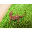 画像4: 美！　サバンナモニター（ベビー）　約１４cm　１ (4)
