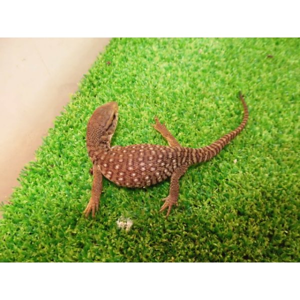 画像4: 美！　サバンナモニター（ベビー）　約１４cm　１ (4)