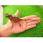 画像: 美！　ベトナムクシトカゲ　約１８cm♀　１