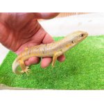 画像: 美！　シュナイダースキンク　約３０cm　たぶん♀　１