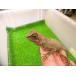 画像: 美！　ベニクシトカゲ　約１８cm♂　１