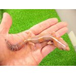 画像: 美！　ニシアフリカトカゲモドキ（タンジェリンストライプ）　約１３cm♀　１