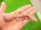 画像: 美！　ニシアフリカトカゲモドキ（タンジェリンストライプ）　約１３cm♀　１
