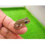画像: 美！　ブルーイエアメガエル（スノーフレーク）　約２.５cm　１