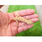 画像: 美！　ペトリボウユビヤモリ　約８cm♀　１