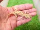 画像: 美！　ペトリボウユビヤモリ　約８cm♀　１