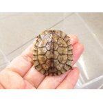 画像: 美！　ミナミイシガメＣＢ　約４.５cm　１
