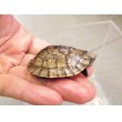 画像3: 美！　ミナミイシガメＣＢ　約４.５cm　１ (3)