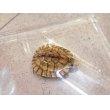 画像5: 美！　ミナミイシガメＣＢ　約４.５cm　１ (5)
