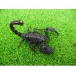 画像3: 美！　ダイオウサソリ♂　頭から尾先まで約１２cm　１ (3)