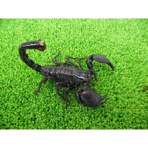 画像3: 美！　ダイオウサソリ♂　頭から尾先まで約１２cm　１ (3)