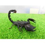 画像: 美！　ダイオウサソリ♂　頭から尾先まで約１２cm　１