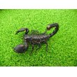 画像2: 美！　ダイオウサソリ♂　頭から尾先まで約１２cm　１ (2)