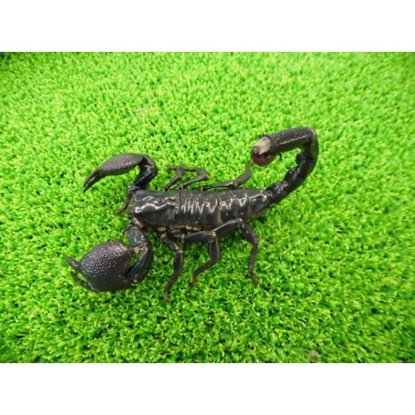 画像2: 美！　ダイオウサソリ♂　頭から尾先まで約１２cm　１ (2)