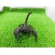 画像5: 美！　ダイオウサソリ♂　頭から尾先まで約１２cm　１ (5)