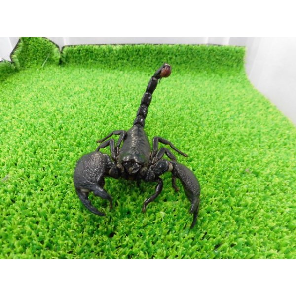 画像5: 美！　ダイオウサソリ♂　頭から尾先まで約１２cm　１ (5)