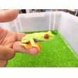 画像4: 美！　アカメアマガエル　約５ｃｍ　１ (4)