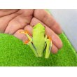 画像8: 美！　アカメアマガエル　約５ｃｍ　１ (8)