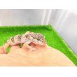 画像4: 美！　モンタヌス（ヒョウモントカゲモドキ）　約１８cm♂　１ (4)