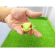 画像6: 美！　アカメアマガエル　約５ｃｍ　１ (6)