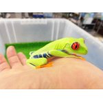 画像: 美！　アカメアマガエル　約５ｃｍ　１