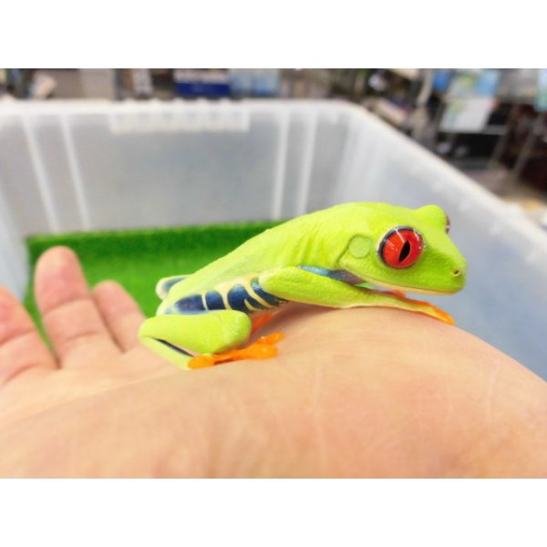 画像1: 美！　アカメアマガエル　約５ｃｍ　１ (1)