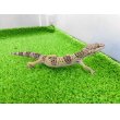 画像6: 美！　モンタヌス（ヒョウモントカゲモドキ）　約１８cm♂　１ (6)