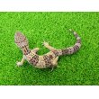 画像5: 美！　モンタヌス（ヒョウモントカゲモドキ）　約１８cm♂　１ (5)