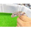 画像2: 美！　モンタヌス（ヒョウモントカゲモドキ）　約１８cm♂　１ (2)