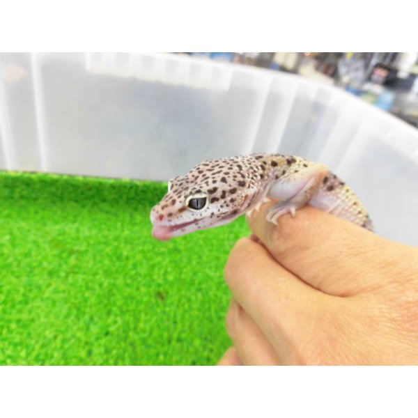 画像2: 美！　モンタヌス（ヒョウモントカゲモドキ）　約１８cm♂　１ (2)