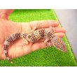 画像1: 美！　モンタヌス（ヒョウモントカゲモドキ）　約１８cm♂　１ (1)