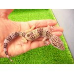 画像: 美！　モンタヌス（ヒョウモントカゲモドキ）　約１８cm♂　１