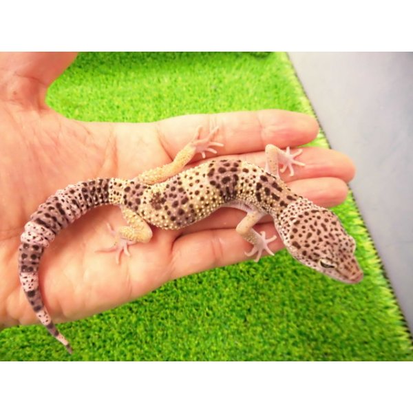 画像1: 美！　モンタヌス（ヒョウモントカゲモドキ）　約１８cm♂　１ (1)