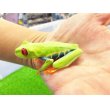 画像2: 美！　アカメアマガエル　約５ｃｍ　１ (2)