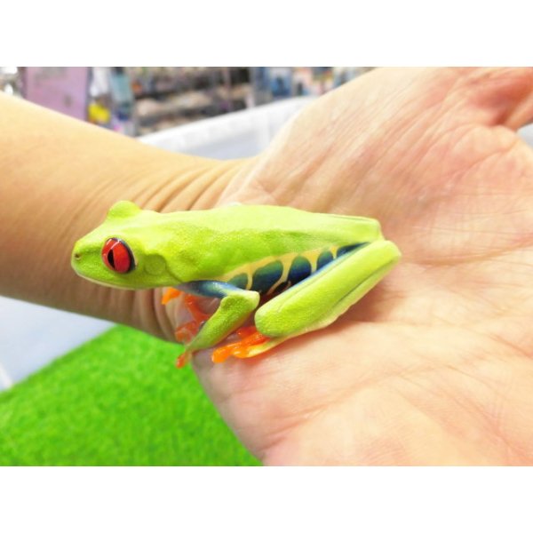 画像2: 美！　アカメアマガエル　約５ｃｍ　１ (2)