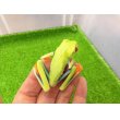 画像5: 美！　アカメアマガエル　約５ｃｍ　１ (5)